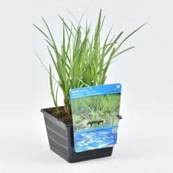 Oeverzegge (Carex Riparia) -Directplant Winkel carex riparia 18x18 20180403190132
