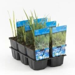 Oeverzegge (Carex Riparia) -Directplant Winkel carex riparia 20180321213112 1