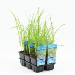 Oeverzegge (Carex Riparia) -Directplant Winkel carex riparia 20180424200421 m 10150 p9 1