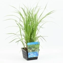Oeverzegge (Carex Riparia) -Directplant Winkel carex riparia 20180425121140 m 12610 p18 1