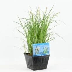 Oeverzegge (Carex Riparia) -Directplant Winkel carex riparia 20180430164725 e 13630 p28