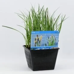 Oeverzegge (Carex Riparia) -Directplant Winkel carex riparia 28x28 20180412192544 2