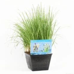 Oeverzegge (Carex Riparia) -Directplant Winkel carex riparia s m 13630 p28