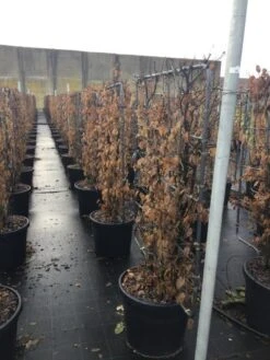 Haagbeuk Als Leivorm (Carpinus Betulus) -Directplant Winkel carpinus45