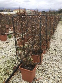 Haagbeuk Als Leivorm (Carpinus Betulus) -Directplant Winkel carpinus81l 1