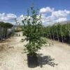 Meerstammige Haagbeuk (Carpinus Betulus) -Directplant Winkel carpinus betulus 100 125 cm c10 meerstammig