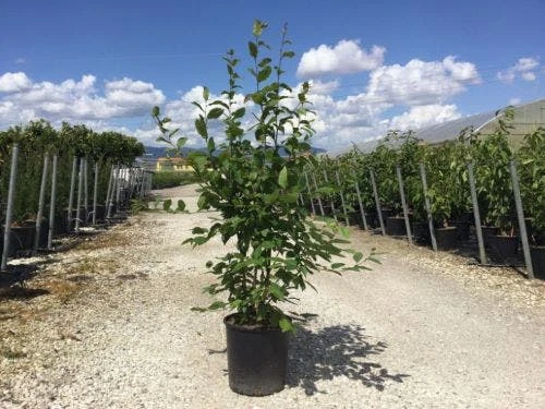 Meerstammige Haagbeuk (Carpinus Betulus) 3 Meerstammige Haagbeuk (Carpinus Betulus)