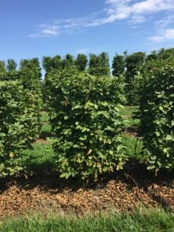 Haagbeuk Als Haagelement (Carpinus Betulus) -Directplant Winkel carpinus betulus 100 x 50 x 50 cm drkl haagelement 1 1