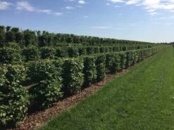 Haagbeuk Als Haagelement (Carpinus Betulus) -Directplant Winkel carpinus betulus 100 x 50 x 50 cm drkl haagelement 3 1