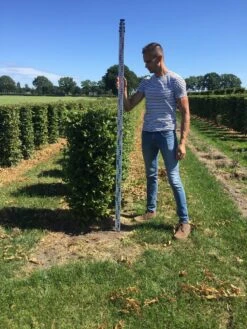 Haagbeuk Als Haagelement (Carpinus Betulus) -Directplant Winkel carpinus betulus 125 x 50 x 50 cm drkl haagelement 2 1