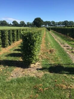 Haagbeuk Als Haagelement (Carpinus Betulus) -Directplant Winkel carpinus betulus 125 x 50 x 50 cm drkl haagelement 3 1