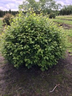 Haagbeuk Als Bolvorm (Carpinus Betulus) -Directplant Winkel carpinus betulus 140 cm breed bol drkl 2