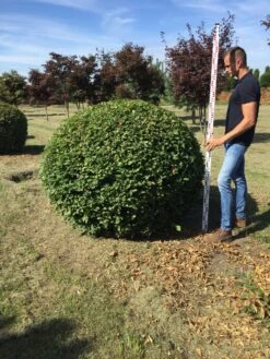 Haagbeuk Als Bolvorm (Carpinus Betulus) -Directplant Winkel carpinus betulus 140 cm breed bol drkl 3