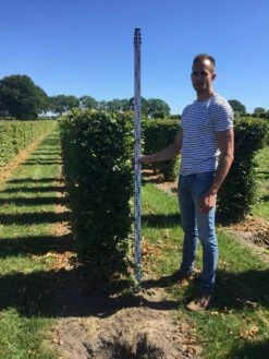 Haagbeuk Als Haagelement (Carpinus Betulus) -Directplant Winkel carpinus betulus 150 x 50 x 50 cm drkl haagelement 1 1