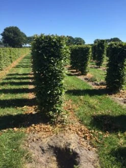 Haagbeuk Als Haagelement (Carpinus Betulus) -Directplant Winkel carpinus betulus 150 x 50 x 50 cm drkl haagelement 3 1