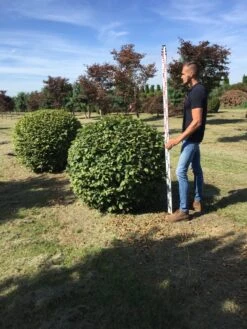 Haagbeuk Als Bolvorm (Carpinus Betulus) -Directplant Winkel carpinus betulus 160 cm breed bol drkl 1