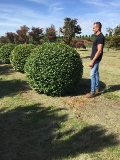 Haagbeuk Als Bolvorm (Carpinus Betulus) -Directplant Winkel carpinus betulus 160 cm breed bol drkl 3