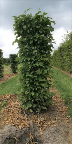 Haagbeuk Als Haagelement (Carpinus Betulus) -Directplant Winkel carpinus betulus 180 x 50 x 50 cm drkl haagelement 1