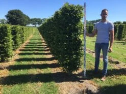 Haagbeuk Als Haagelement (Carpinus Betulus) -Directplant Winkel carpinus betulus 200 x 50 x 50 cm drkl haagelement 1 1