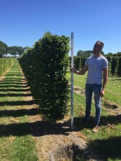 Haagbeuk Als Haagelement (Carpinus Betulus) -Directplant Winkel carpinus betulus 200 x 50 x 50 cm drkl haagelement 3 1