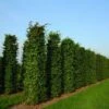 Haagbeuk Als Haagelement (Carpinus Betulus) -Directplant Winkel carpinus betulus 4 1