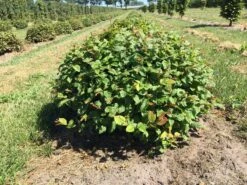 Haagbeuk Als Bolvorm (Carpinus Betulus) -Directplant Winkel carpinus betulus 60 cm breed bol drkl 1