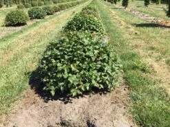 Haagbeuk Als Bolvorm (Carpinus Betulus) -Directplant Winkel carpinus betulus 60 cm breed bol drkl 2