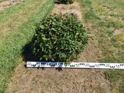 Haagbeuk Als Bolvorm (Carpinus Betulus) -Directplant Winkel carpinus betulus 70 cm breed bol drkl 3