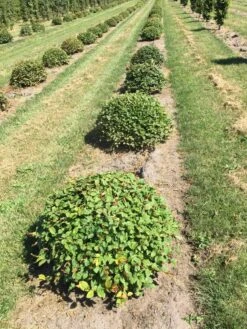 Haagbeuk Als Bolvorm (Carpinus Betulus) -Directplant Winkel carpinus betulus 80 cm breed bol drkl 1