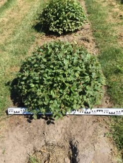 Haagbeuk Als Bolvorm (Carpinus Betulus) -Directplant Winkel carpinus betulus 80 cm breed bol drkl 2