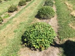 Haagbeuk Als Bolvorm (Carpinus Betulus) -Directplant Winkel carpinus betulus 80 cm breed bol drkl 3