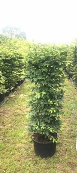 Haagbeuk Als Haagelement (Carpinus Betulus) -Directplant Winkel carpinus betulus h100x50x50