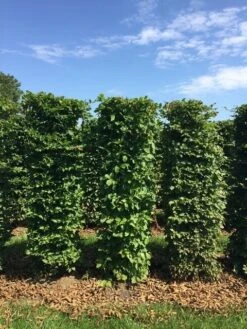 Haagbeuk Als Haagelement (Carpinus Betulus) -Directplant Winkel carpinus betulus h150x50x50 cm 3