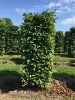 Haagbeuk Als Haagelement (Carpinus Betulus) -Directplant Winkel carpinus betulus h150x60x60cm 1