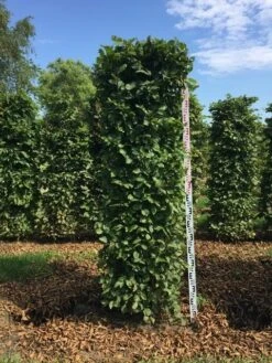 Haagbeuk Als Haagelement (Carpinus Betulus) -Directplant Winkel carpinus betulus h200x50x50 cm 2