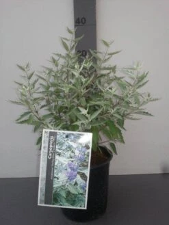 Caryopteris (Caryopteris X Clandonensis 'Sterling Silver') -Directplant Winkel caryopteris cl. sterling silver 2