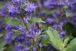 Caryopteris (Caryopteris Clandonensis 'Grand Blue') 23 Caryopteris (Caryopteris Clandonensis 'Grand Blue') -Directplant Winkel caryopteris cland. grand blue 10