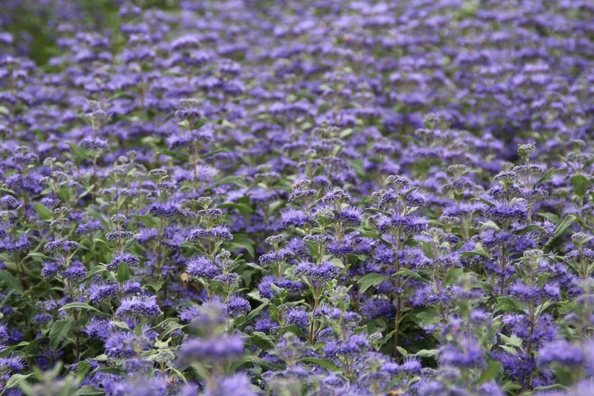 Caryopteris (Caryopteris Clandonensis 'Grand Blue') 12 Caryopteris (Caryopteris Clandonensis 'Grand Blue') - Afbeelding 10