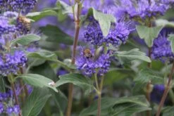 Caryopteris (Caryopteris Clandonensis 'Grand Blue') 21 Caryopteris (Caryopteris Clandonensis 'Grand Blue') -Directplant Winkel caryopteris cland. grand blue 7