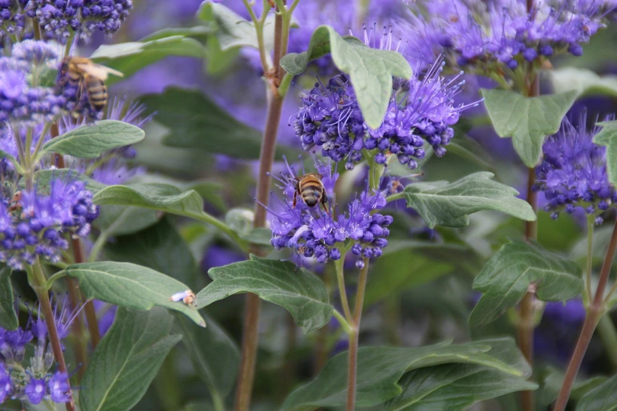 Caryopteris (Caryopteris Clandonensis 'Grand Blue') 11 Caryopteris (Caryopteris Clandonensis 'Grand Blue') - Afbeelding 9