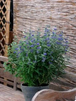 Caryopteris (Caryopteris Clandonensis 'Thetis') -Directplant Winkel caryopteris clandonensis thetis 3
