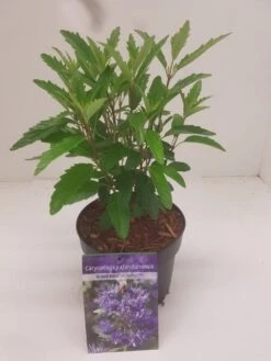 Caryopteris (Caryopteris Clandonensis 'Grand Blue') 19 Caryopteris (Caryopteris Clandonensis 'Grand Blue') -Directplant Winkel caryopteris grand blue 1