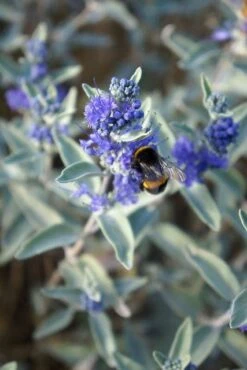 Caryopteris (Caryopteris X Clandonensis 'Sterling Silver') -Directplant Winkel caryopteris sterling silver 01 middel