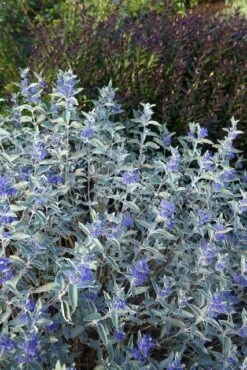 Caryopteris (Caryopteris X Clandonensis 'Sterling Silver') -Directplant Winkel caryopteris sterling silver 02 middel