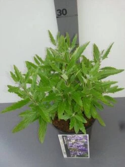 Caryopteris (Caryopteris Clandonensis 'Grand Blue') 20 Caryopteris (Caryopteris Clandonensis 'Grand Blue') -Directplant Winkel caryopters cl. grand blue