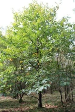 Tamme Kastanje (Castanea Sativa) -Directplant Winkel castanea sativa tamme kastanje 1