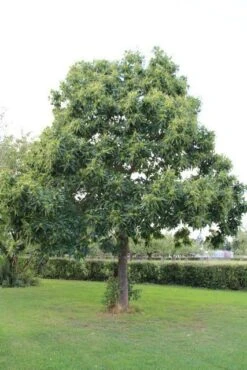 Tamme Kastanje (Castanea Sativa) -Directplant Winkel castanea sativa tamme kastanje 2