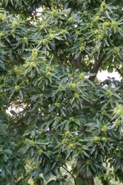 Tamme Kastanje (Castanea Sativa) -Directplant Winkel castanea sativa tamme kastanje 3