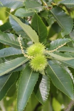 Tamme Kastanje (Castanea Sativa) -Directplant Winkel castanea sativa tamme kastanje 4