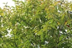 Tamme Kastanje (Castanea Sativa) -Directplant Winkel castanea sativa tamme kastanje 5